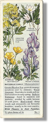 Tea Cards, Typhoo Tea,  Wild Flowers in their Families 1936