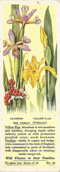 Iris Family. Picture. Tea Card. Typhoo Wild Flowers in their Families 1937