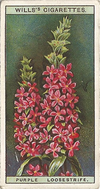 Purple Loosestrife. Flower. Picture. Cigarette Card. Will's Wild Flowers 1923