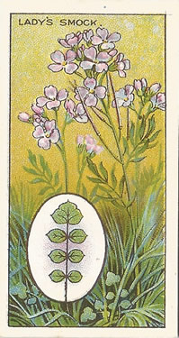 Lady's Smock or Cuckoo Flower: Cardamine pratensis. Cigarette Card. CWS 'Wayside Flowers' 1923