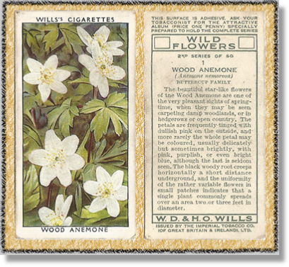 Cigarette Card, W.D. & H.O. Wills, Wild Flowers, 2nd Series, 1937