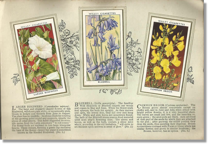 Cigarette Cards, W.D. & H.O. Wills, Wild Flowers 1936