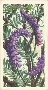 Tufted Vetch: Vicia cracca. Picture. Tea Card. Brooke Bond 'Wild Flowers', Series 2, 1959
