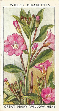 Great Hairy Willowherb. Picture. Cigarette Card. Will's Wild Flowers 1936