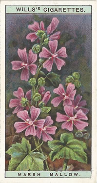 Marsh Mallow. Picture. Cigarette Card. Will's Wild Flowers 1923