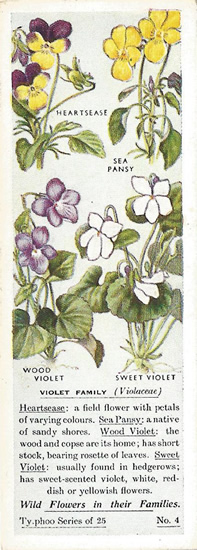 Violet Family. Picture. Tea Card. Typhoo Wild Flowers in their Families 1936