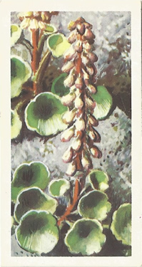 Wall Penywort. Umbilicus rupestris. Picture. Tea Card. Brooke Bond Wild Flowers 1959