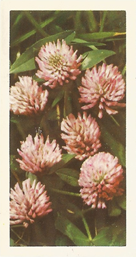 Red Clover: Trifolium pratense. Picture. Cigarette Card: Brooke Bond Wild Flowers 1955
