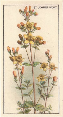 Slender St John's-wort: Hypericum pulchrum. Cigarette Card. CWS Wayside Flowers 1928