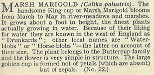 Marsh Marigold