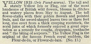 Typhoo Wild Flowers in their Families 1937