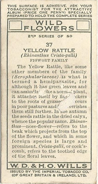 Typhoo Wild Flowers in their Families 1937