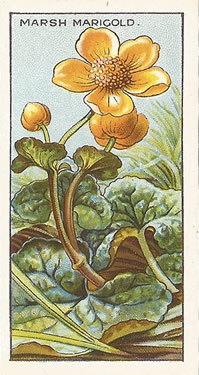 Marsh Marigold: Caltha palustris. Cigarette Card. CWS 'Wayside Flowers' 1923