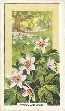 Wood Anemone: Anemone nemorosa. Cigarette Card. Gallaher 'Wild Flowers' 1939